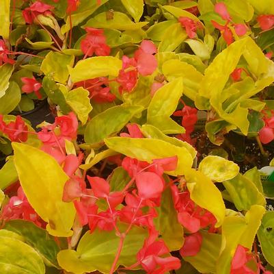 Begonia 'Canary Wings' Begonia 'Canary Wings'