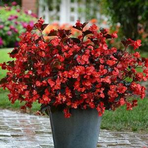 Begonia 'Megawatt Red Bronze Leaf' Begonia 'Megawatt Red Bronze Leaf'