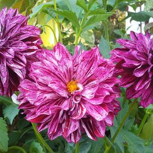 Dahlia 'Painter™ Berry Impressions' Dahlia 'Painter™ Berry Impressions'