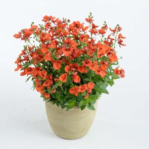 Diascia 'Genta™ Papaya' Diascia 'Genta™ Papaya'