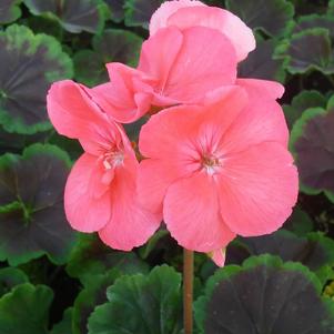 Geranium 'Chocolate® Apricot' Geranium 'Chocolate® Apricot'