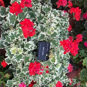 Geranium 'Mint Julep®' Geranium 'Mint Julep®'