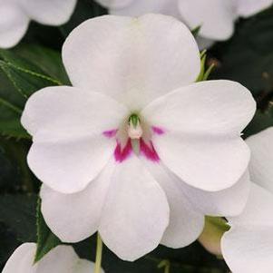 Impatiens 'Bounce™ White' Impatiens 'Bounce™ White'