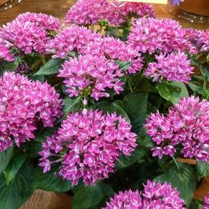 Pentas 'Starcluster™ Violet' Pentas 'Starcluster™ Violet'