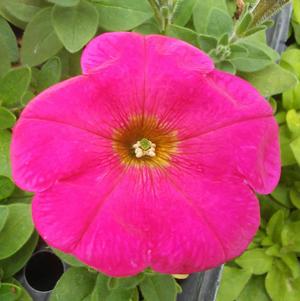 Petunia 'Hells Flamin' Rose'