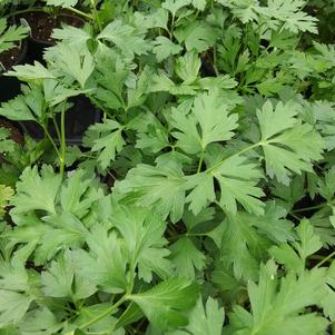 Parsley, flat Gigante d'Italia (Italian Large Leaf)