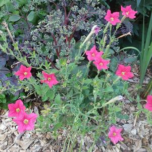 Petunia exserta Petunia exserta