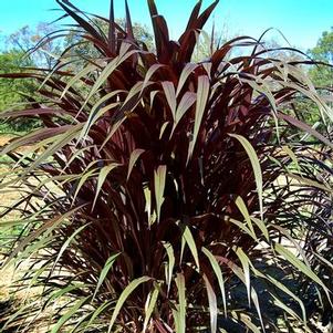 Pennisetum 'Noble' Pennisetum 'Noble'