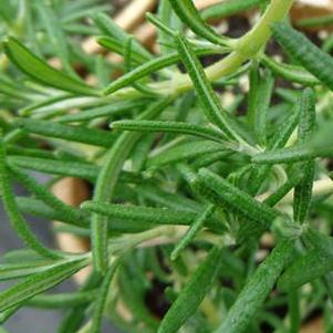 Rosemary 'Prostrate'