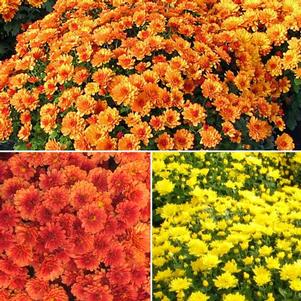 Mum Belgian 'Urano Mix' Mum Belgian 'Urano Mix'