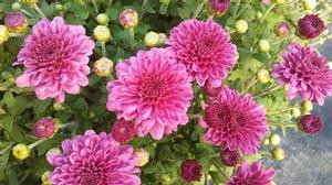 Mum Igloo 'Ice Pink' Mum Igloo 'Ice Pink'