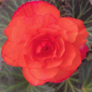 Begonia 'I'CONIA® Upright Salmon' Begonia 'I'CONIA® Upright Salmon'
