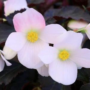 Begonia 'I'CONIA® Upright White' Begonia 'I'CONIA® Upright White'