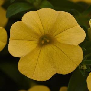 Calibrachoa 'Cabaret® Golden Yellow' Calibrachoa 'Cabaret® Golden Yellow'