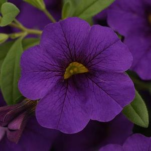 Calibrachoa 'Cabaret® Midnight Blue' Calibrachoa 'Cabaret® Midnight Blue'