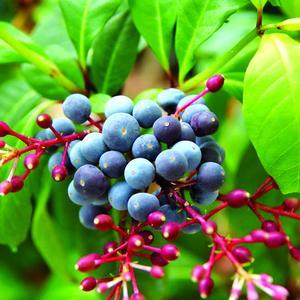 Fuchsia arborescens 'BluTini' Fuchsia arborescens 'BluTini'