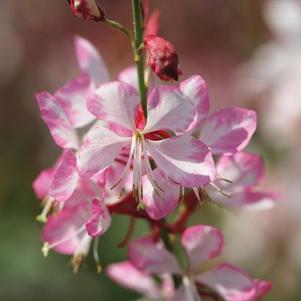 Gaura 'Gauriella™ Bicolor' Gaura 'Gauriella™ Bicolor'