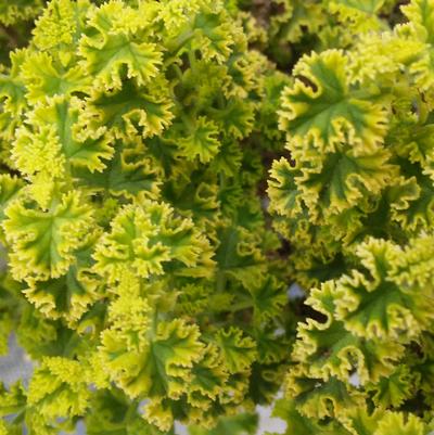 Scented Geranium 'Cy's Sunburst' Scented Geranium 'Cy's Sunburst'