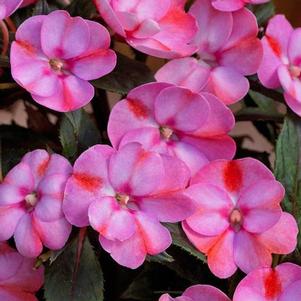 Impatiens 'SunPatiens® Compact Pink Candy' Impatiens 'SunPatiens® Compact Pink Candy'