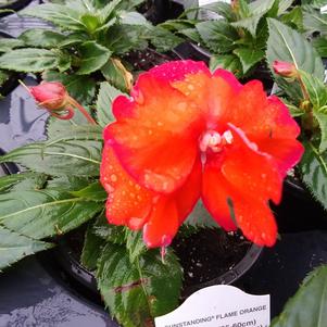 Impatiens 'Sunstanding Helios Flame Orange' Impatiens 'Sunstanding Helios Flame Orange'