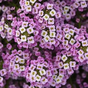 Lobularia 'Easy Breezy™ Pink' Lobularia 'Easy Breezy™ Pink'