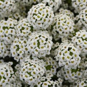 Lobularia 'Easy Breezy™ White' Lobularia 'Easy Breezy™ White'