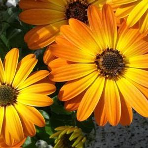 Osteospermum 'Margarita Orange Flare' Osteospermum 'Margarita Orange Flare'