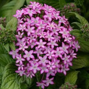 Pentas 'Glitterati™ Purple Star' Pentas 'Glitterati™ Purple Star'
