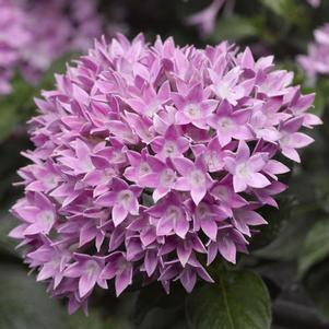 Pentas 'Starcluster™ Lavender' Pentas 'Starcluster™ Lavender'
