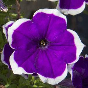 Petunia 'Headliner™ Dark Violet Picotee' Petunia 'Headliner™ Dark Violet Picotee'