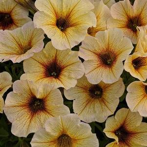Petunia 'SuperCal® Premium French Vanilla' Petunia 'SuperCal® Premium French Vanilla'