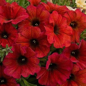Petunia 'SuperCal® Premium Bordeaux' Petunia 'SuperCal® Premium Bordeaux'