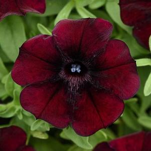 Petunia 'Starlet™ Pinot Red' Petunia 'Starlet™ Pinot Red'