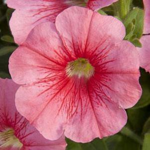 Petunia 'Starlet™ Salmon Red Vein' Petunia 'Starlet™ Salmon Red Vein'