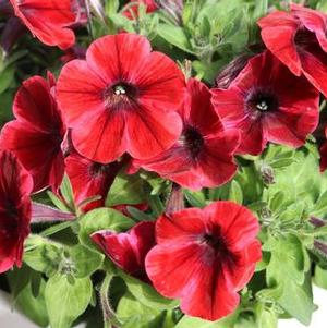 Petunia 'Sweetunia® Fiona Flash' Petunia 'Sweetunia® Fiona Flash'