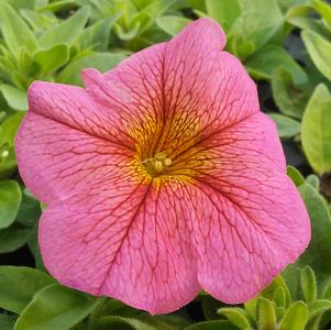 Petunia 'SuperCal® Premium Sunray Pink' Petunia 'SuperCal® Premium Sunray Pink'