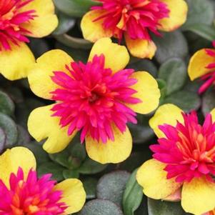 Portulaca 'ColorBlast Double Guava' Portulaca 'ColorBlast Double Guava'