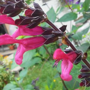 Salvia guaranitica 'Amante' Salvia guaranitica 'Amante'