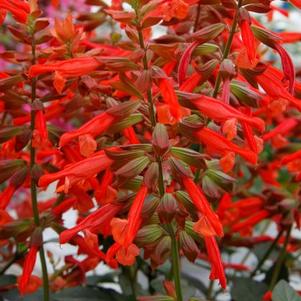 Salvia x 'Skyscraper™ Orange' Salvia x 'Skyscraper™ Orange'