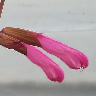 Salvia hybrida 'Kisses and Wishes'