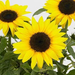 Sunflower 'SunBuzz' Sunflower 'SunBuzz'