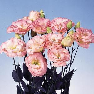 Lisianthus 'Echo Champagne' Lisianthus 'Echo Champagne'