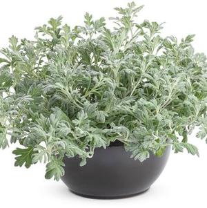 Artemisia 'Silver Bullet®' Artemisia 'Silver Bullet®'