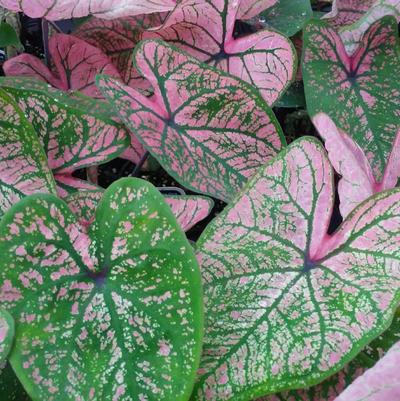 Caladium 'Spring Fling' Caladium 'Spring Fling'