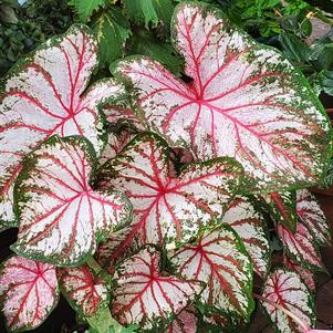 Caladium 'Tapestry' Caladium 'Tapestry'