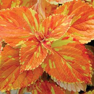 Coleus 'Freckles' Coleus 'Freckles'