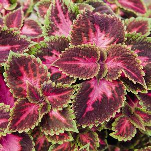 Coleus 'Main Street Fifth Avenue' Coleus 'Main Street Fifth Avenue'