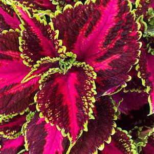 Coleus 'Main Street Ocean Drive' Coleus 'Main Street Ocean Drive'