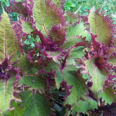 Coleus 'Peter's Wonder' Coleus 'Peter's Wonder'