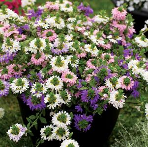 Scaevola 'Scaevola Mix' Scaevola 'Scaevola Mix'